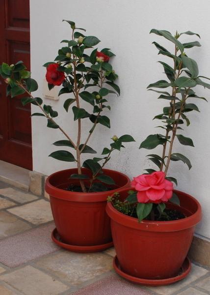Appartement Svorcan